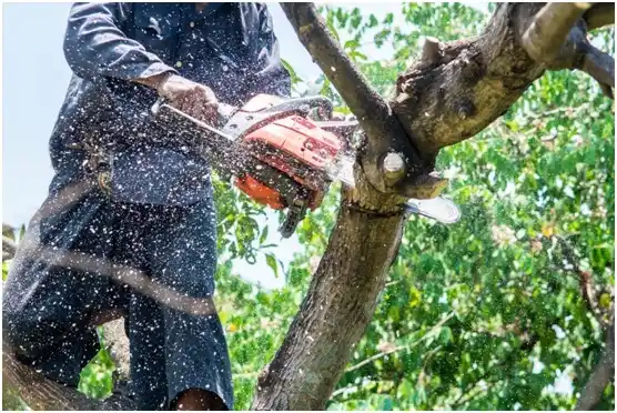 tree services Waubay